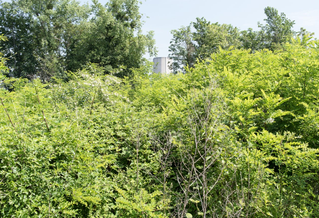 The Port malting plant, emerging from the greenery of the Ried ©David Betzinger