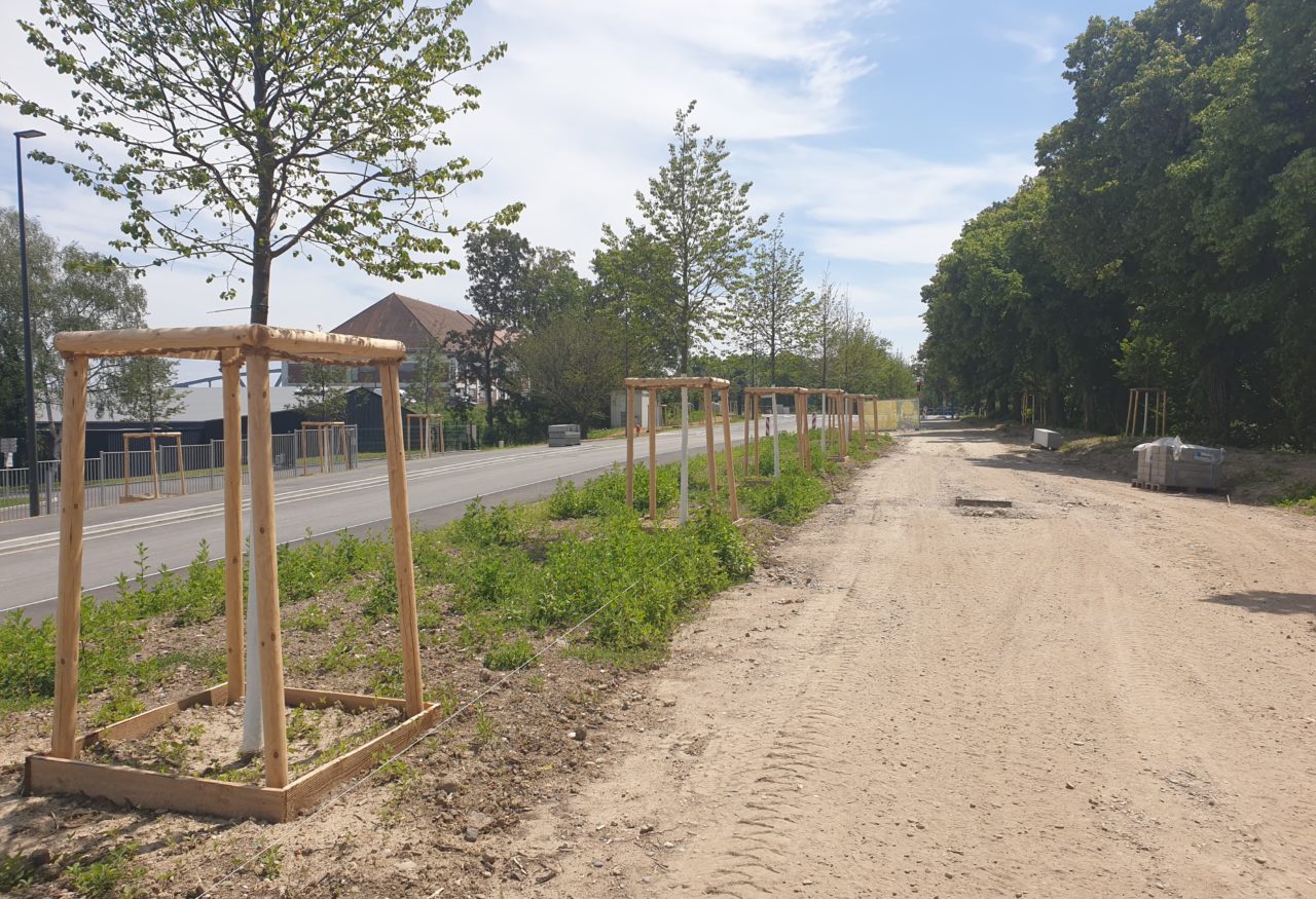 Les arbres plantés récemment le long de la Rue de Nantes, actuellement en travaux. © SPL Deux-Rives