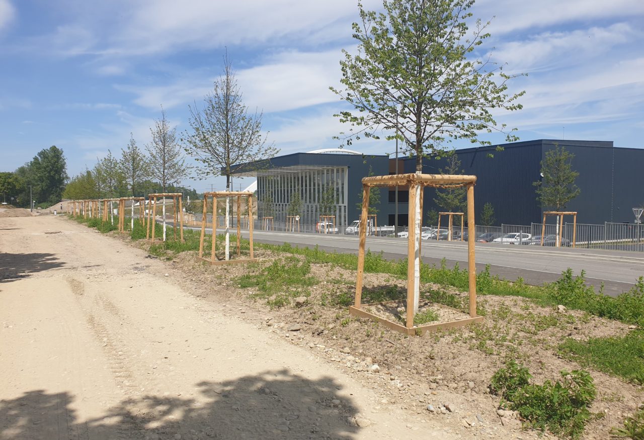 Les arbres plantés récemment le long de la Rue de Nantes, actuellement en travaux. © SPL Deux-Rives