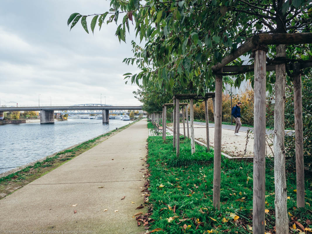 La promenade des quais du quartier Citadelle a été préplantée pour laisser le temps aux arbres de croître. (Crédits : Valentine Zeler pour Strasbourg Eurométropole)