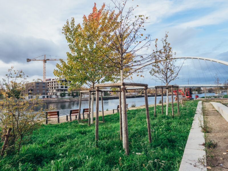Les arbres de la promenade ont été préplantés par la SPL Deux-Rives dès avril 2020. (Crédits : Valentine Zeler pour Strasbourg Eurométropole)