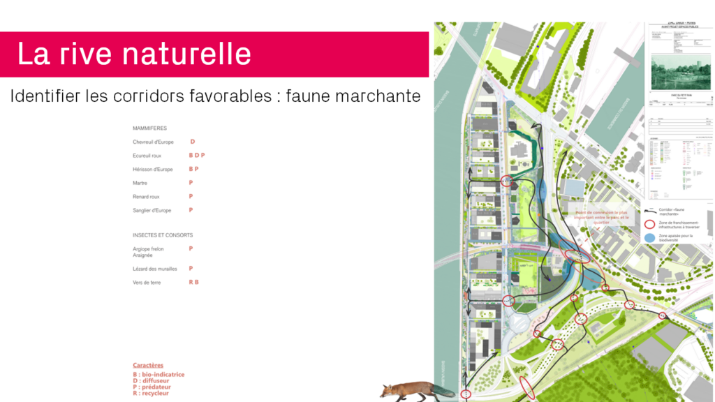 Schéma fonctionnel et espèces visées pour l'étude de corridors écologiques (faune marchante)