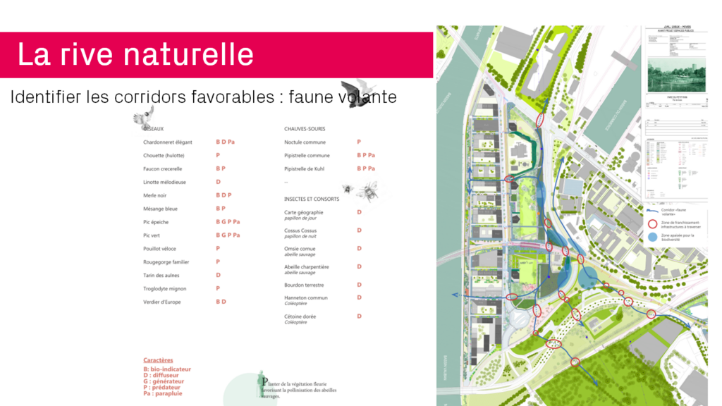 Schéma fonctionnel et espèces visées pour l'étude de corridors écologiques (faune volante)