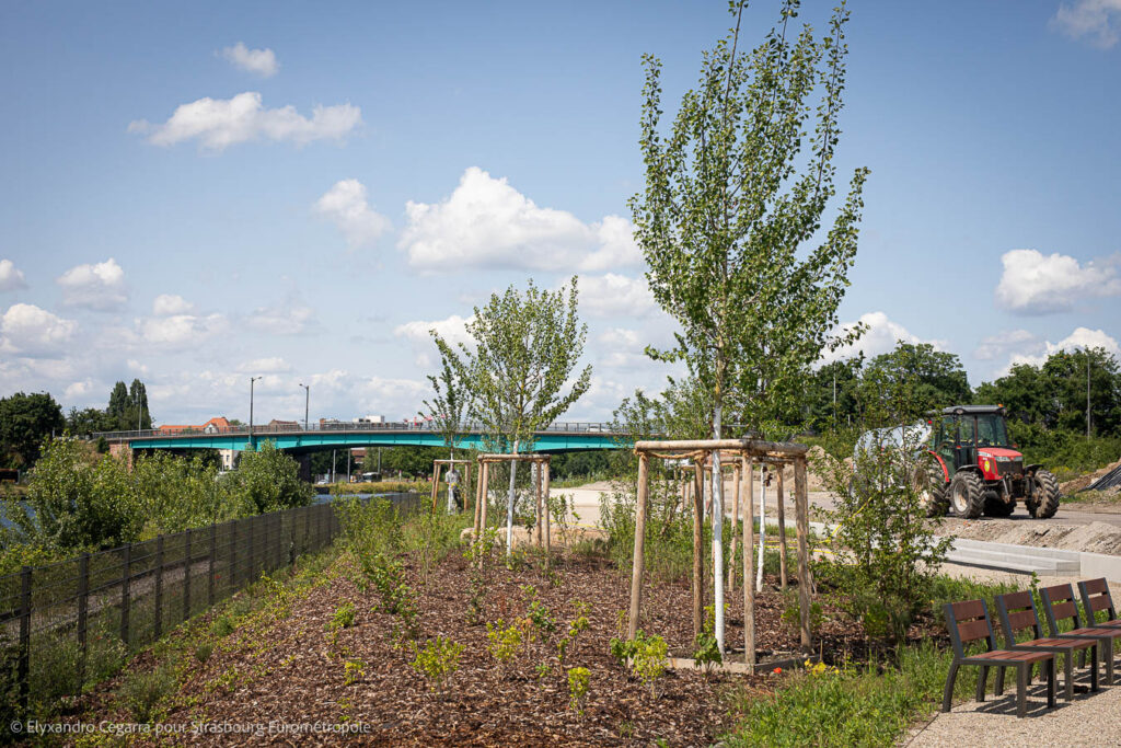 De nombreux arbres ont été plantés le long de la promenade. Crédits : Elyxandro Cegarra pour Strasbourg Eurométropole