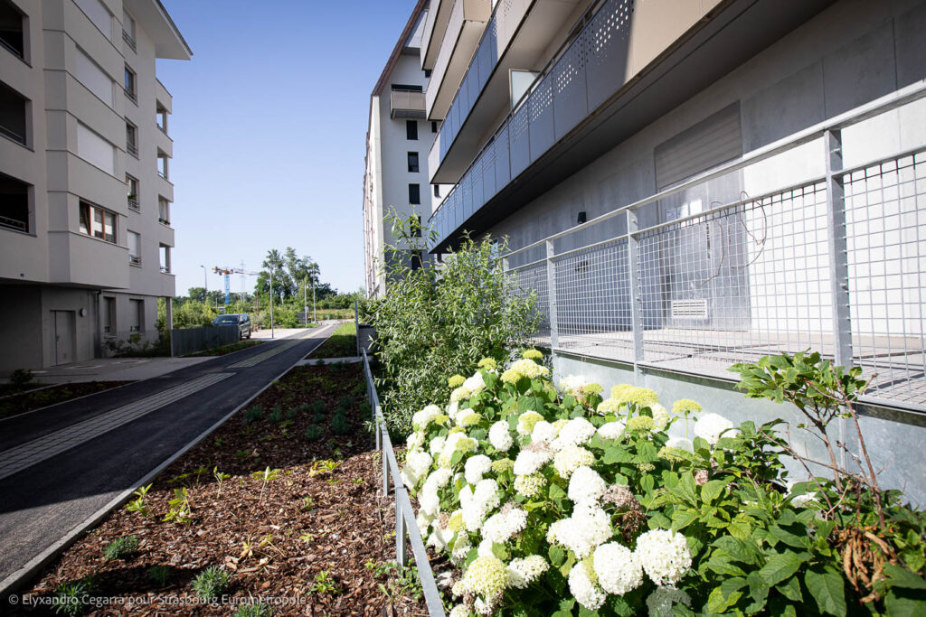 Les plantations de l'allée Käthe Kollwitz. Crédits : Elyxandro Cegarra pour Strasbourg Eurométropole
