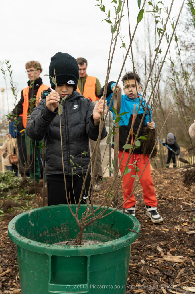 Un enfant de l'école du Rhin en train d'humecter les racines d'un arbre dans un sceau