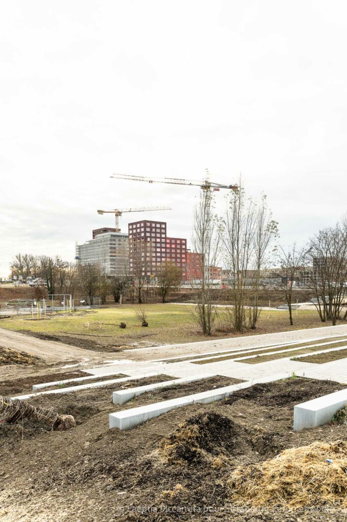 Le sud du parc du Petit Rhin : on distingue le parc en creux, avec de grands arbres et un arbre jeune couché au sol pas encore planté ainsi que les bâtiments et deux grues en arrière plan