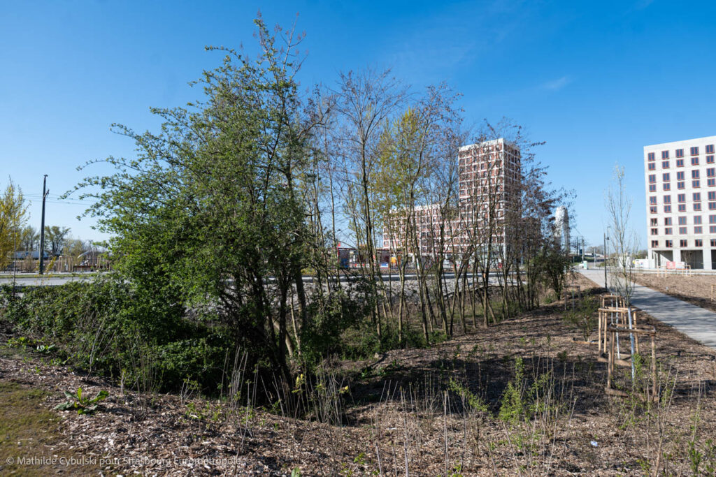 Les arbres préservés lors de la conception du parc. Crédits : Mathilde Cybulski pour Strasbourg Eurométropole